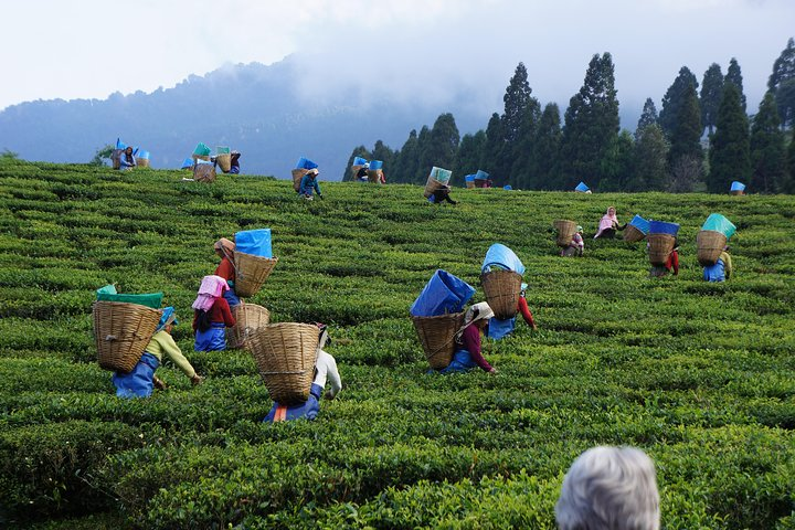 Tea Plucking 